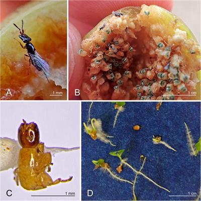 New Species Assemblages Disrupt Obligatory Mutualisms Between Figs and Their Pollinators